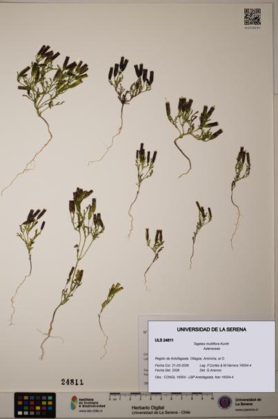Tagetes multiflora [Espécimen: ]