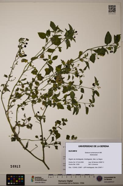 Solanum americanum [Espécimen: ]