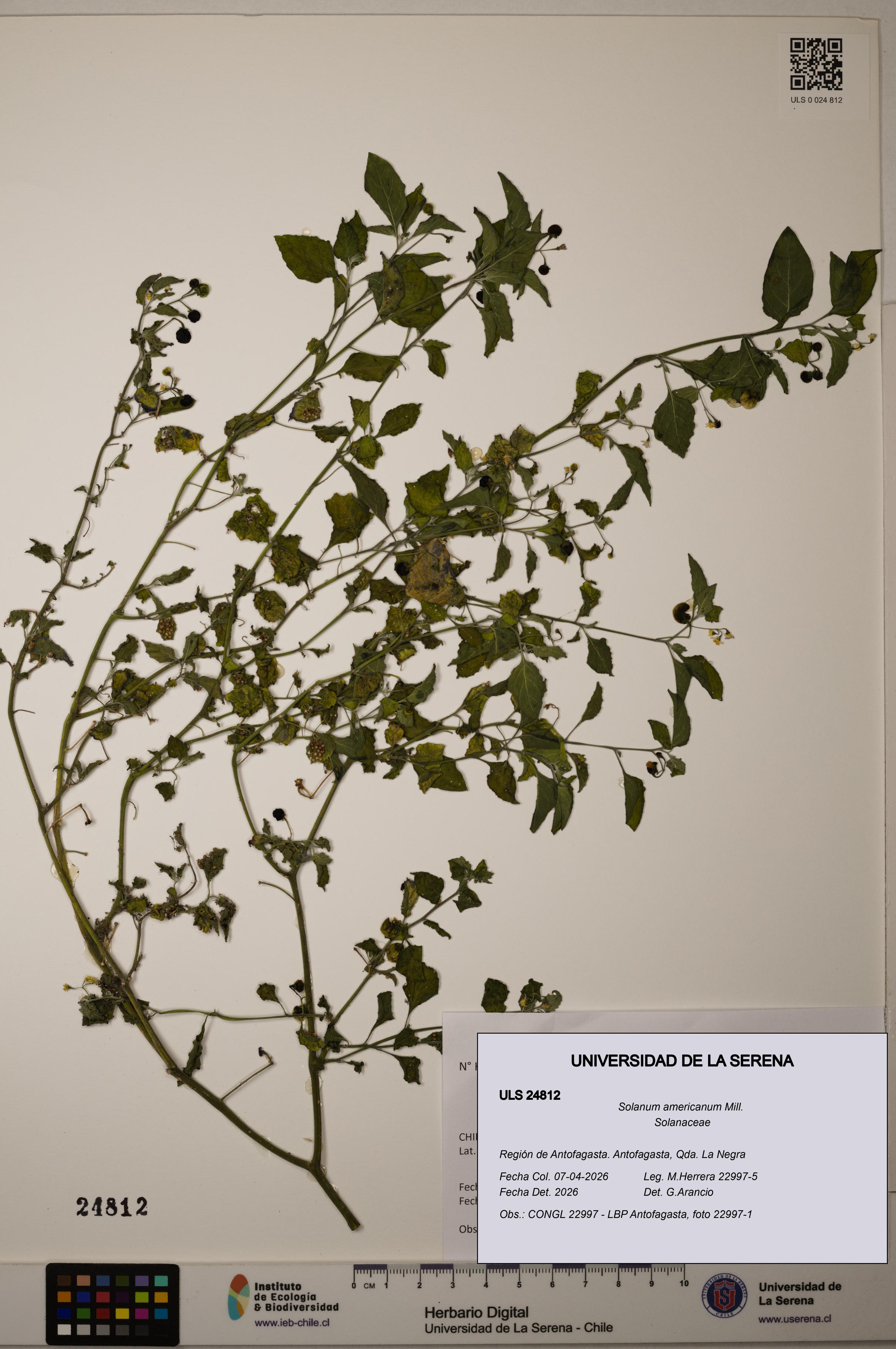 Solanum americanum [Espécimen: ]
