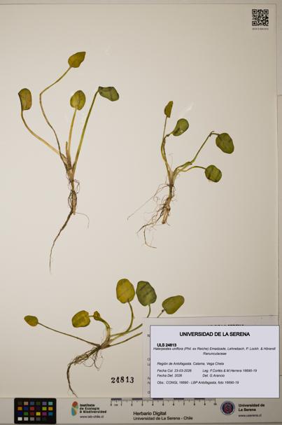 Halerpestes uniflora [Espécimen: ]