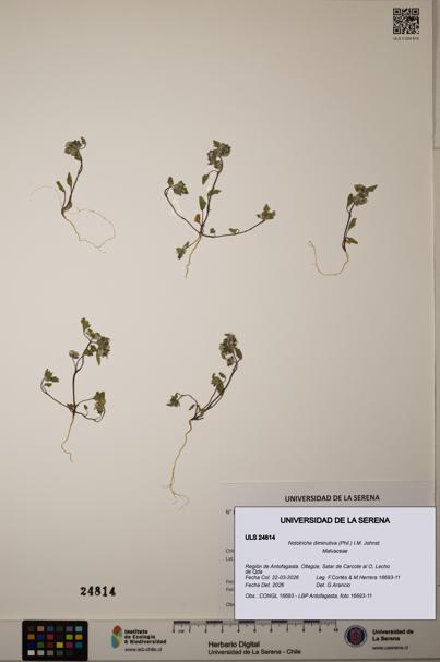 Nototriche diminutiva [Espécimen: ]