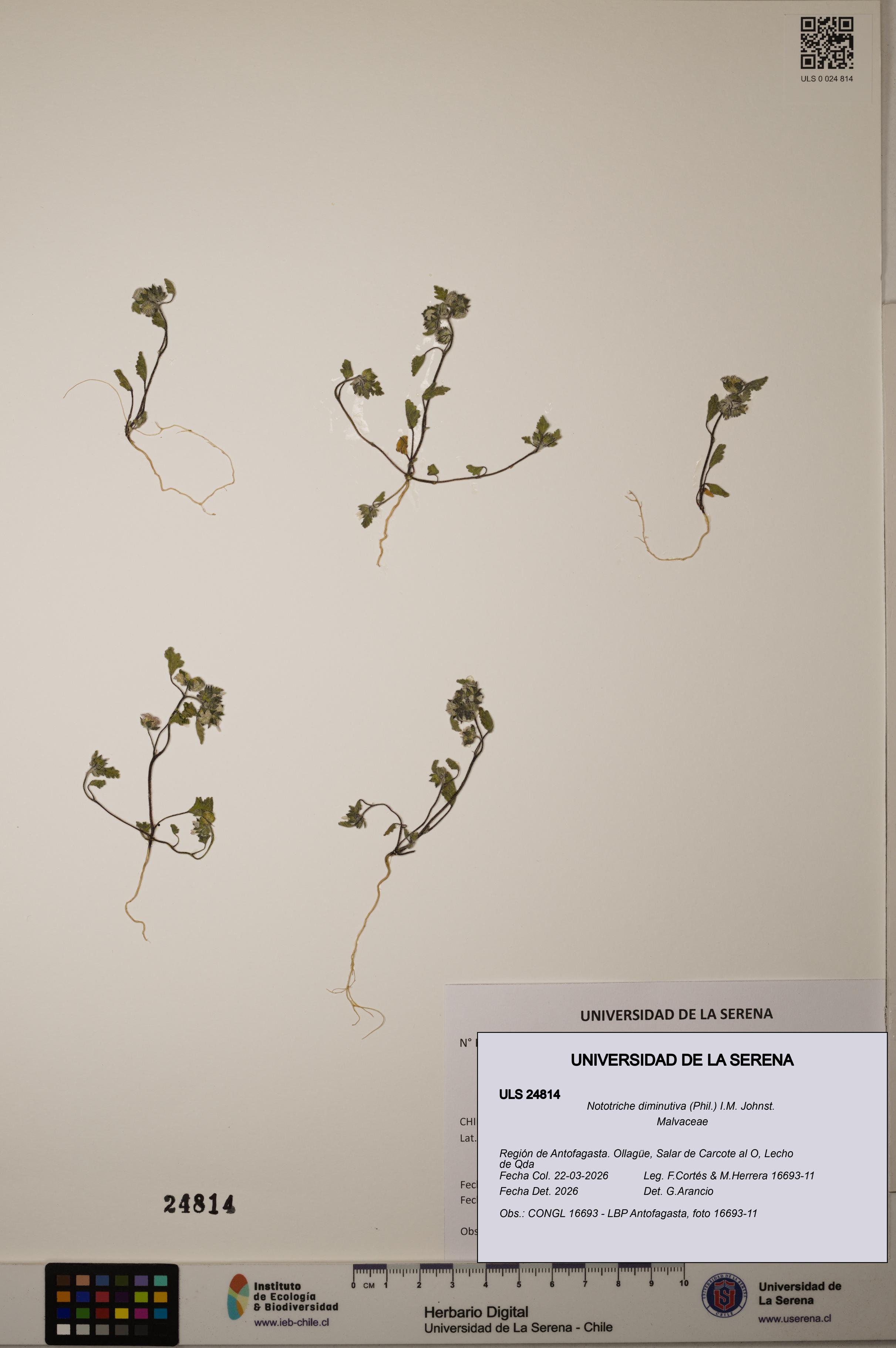 Nototriche diminutiva [Espécimen: ]