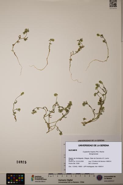 Cryptantha hispida [Espécimen: ]