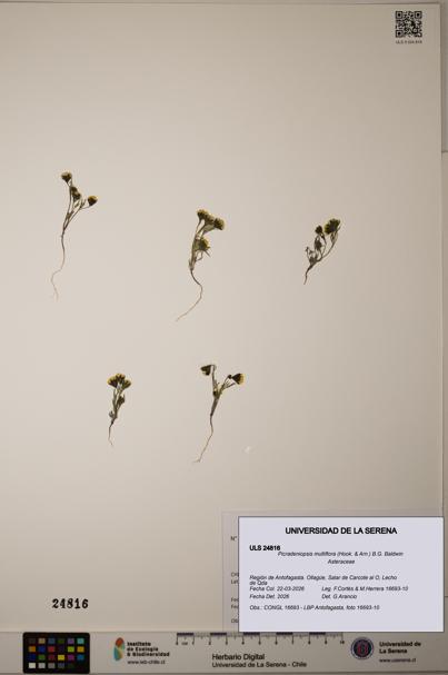 Picradeniopsis multiflora [Espécimen: ]