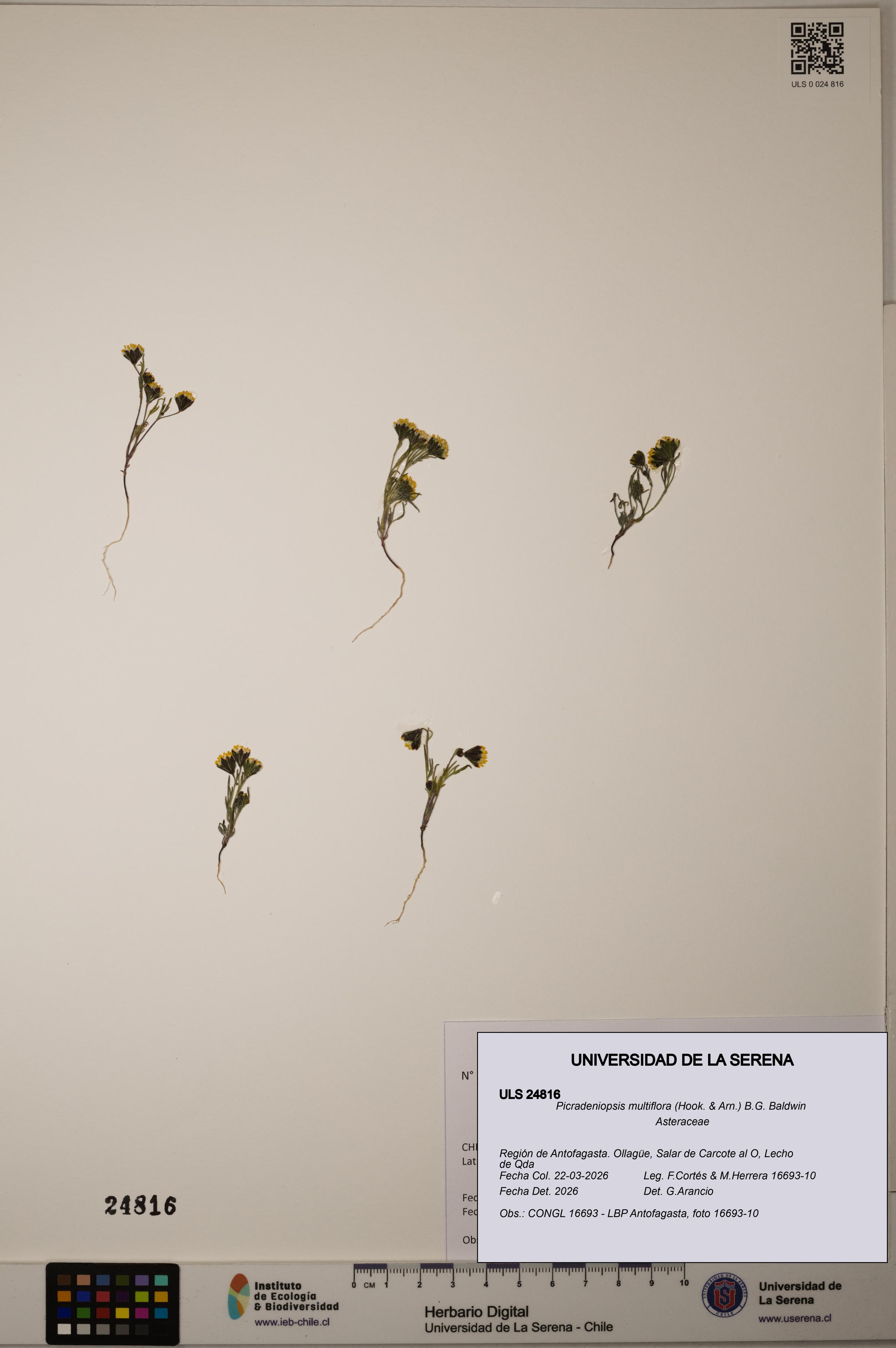 Picradeniopsis multiflora [Espécimen: ]