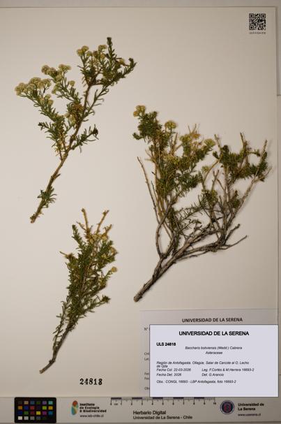 Baccharis boliviensis [Espécimen: ]