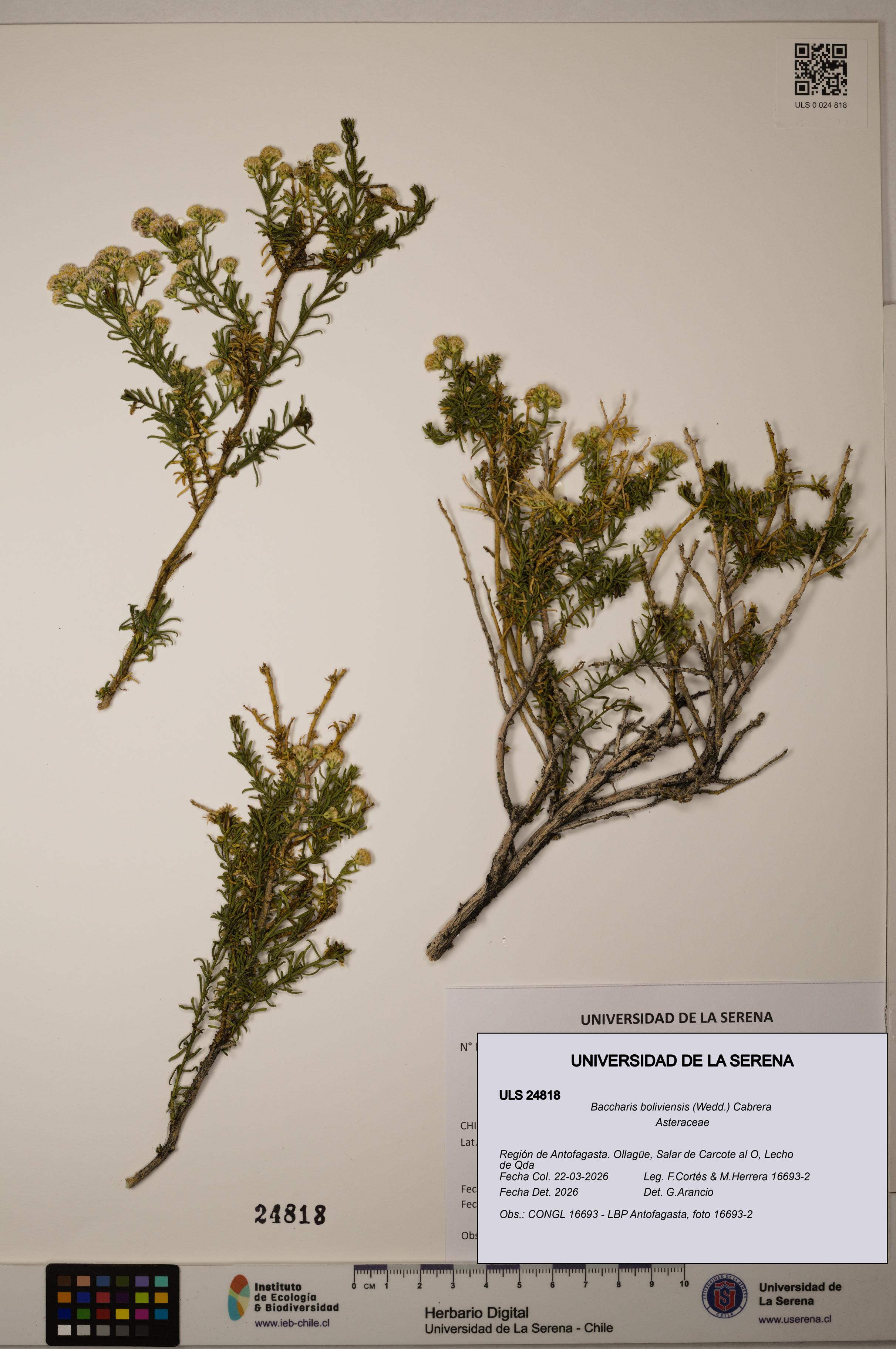 Baccharis boliviensis [Espécimen: ]