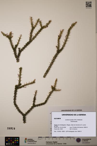 Junellia bryoides [Espécimen: ]