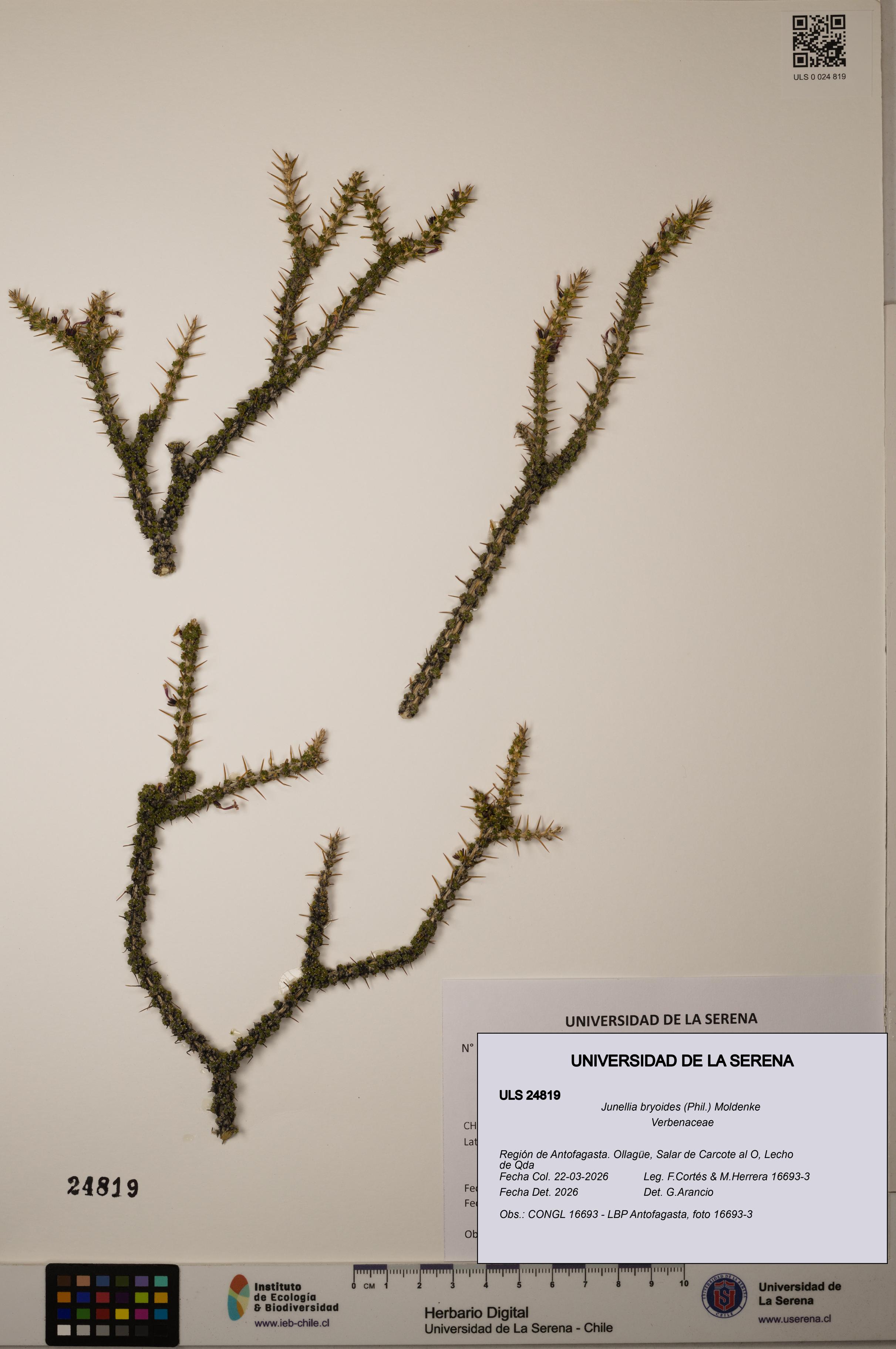 Junellia bryoides [Espécimen: ]