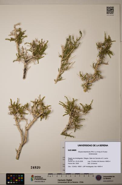 Aloysia deserticola [Espécimen: ]