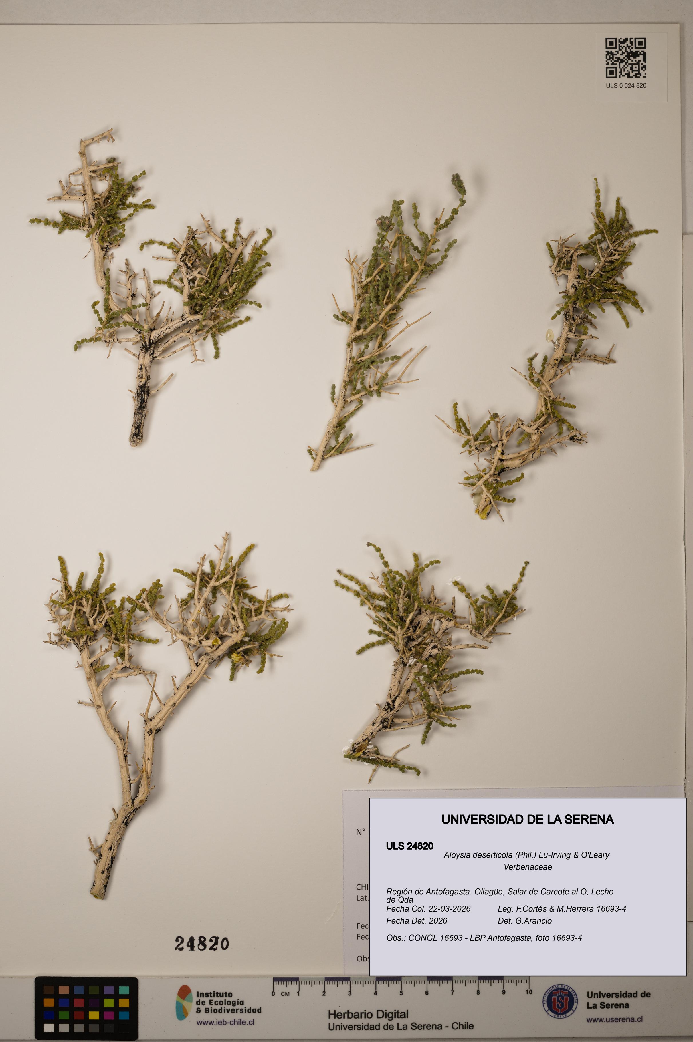Aloysia deserticola [Espécimen: ]