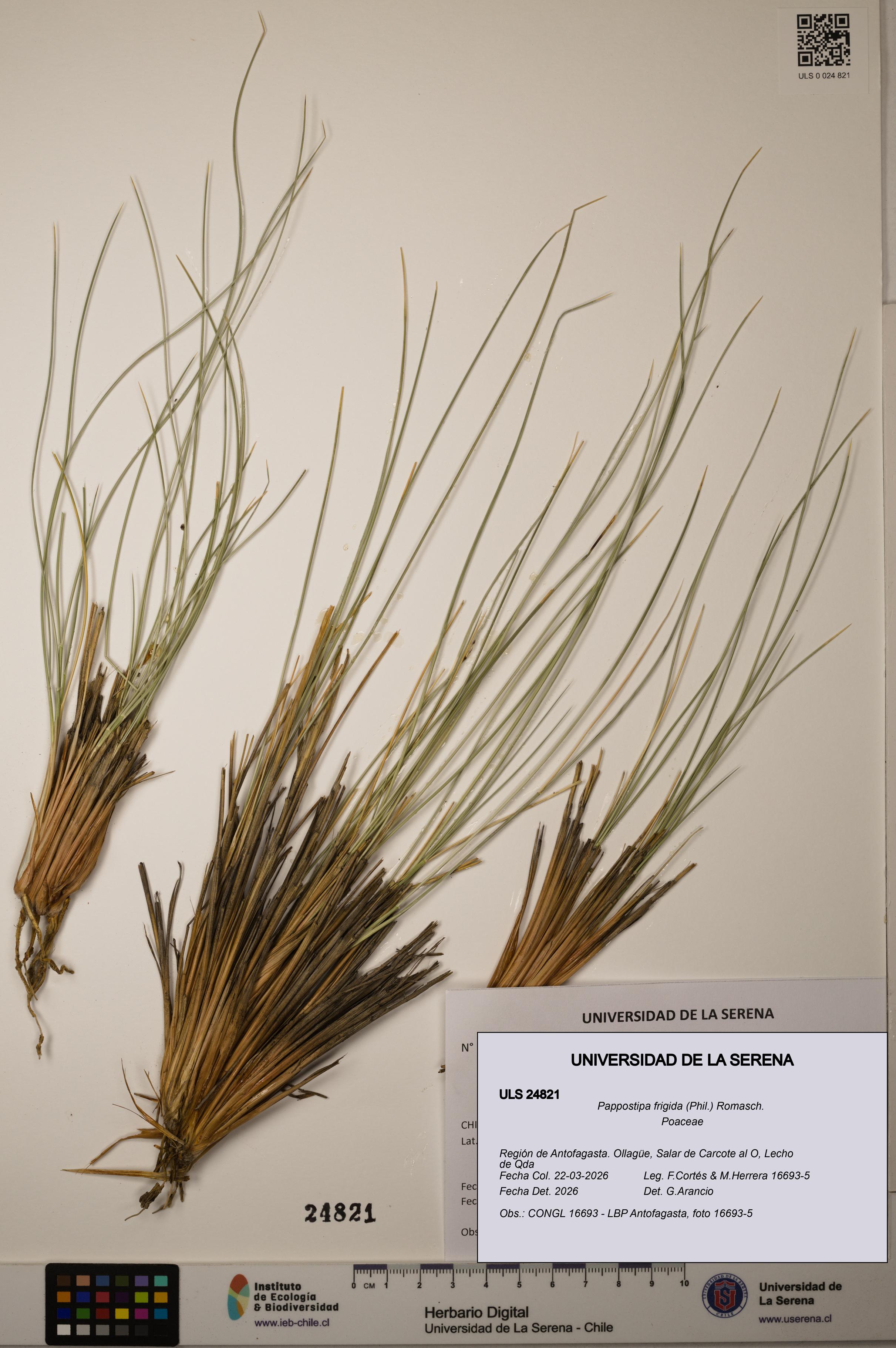 Pappostipa frigida [Espécimen: ]