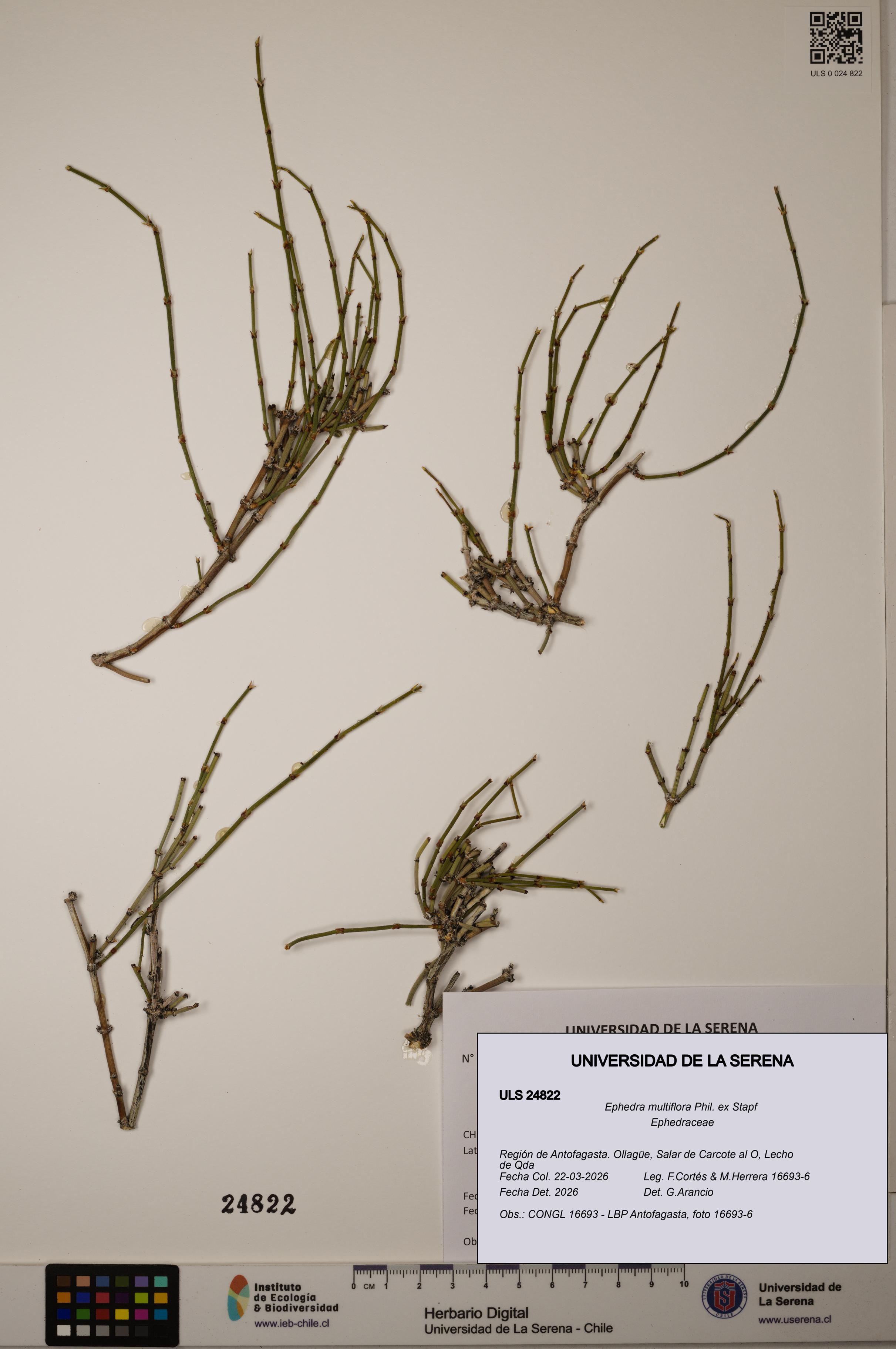 Ephedra multiflora [Espécimen: ]