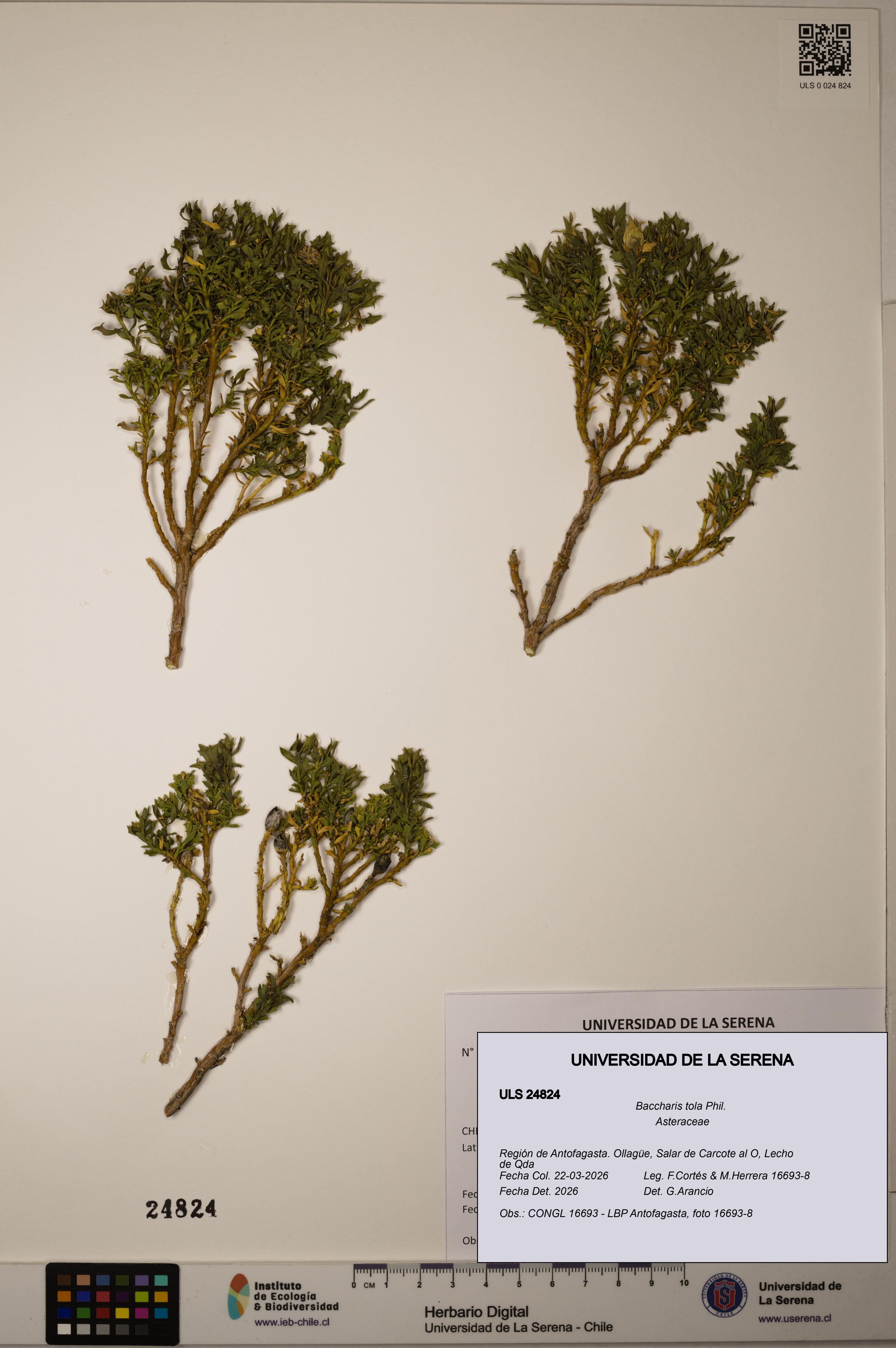 Baccharis tola [Espécimen: ]