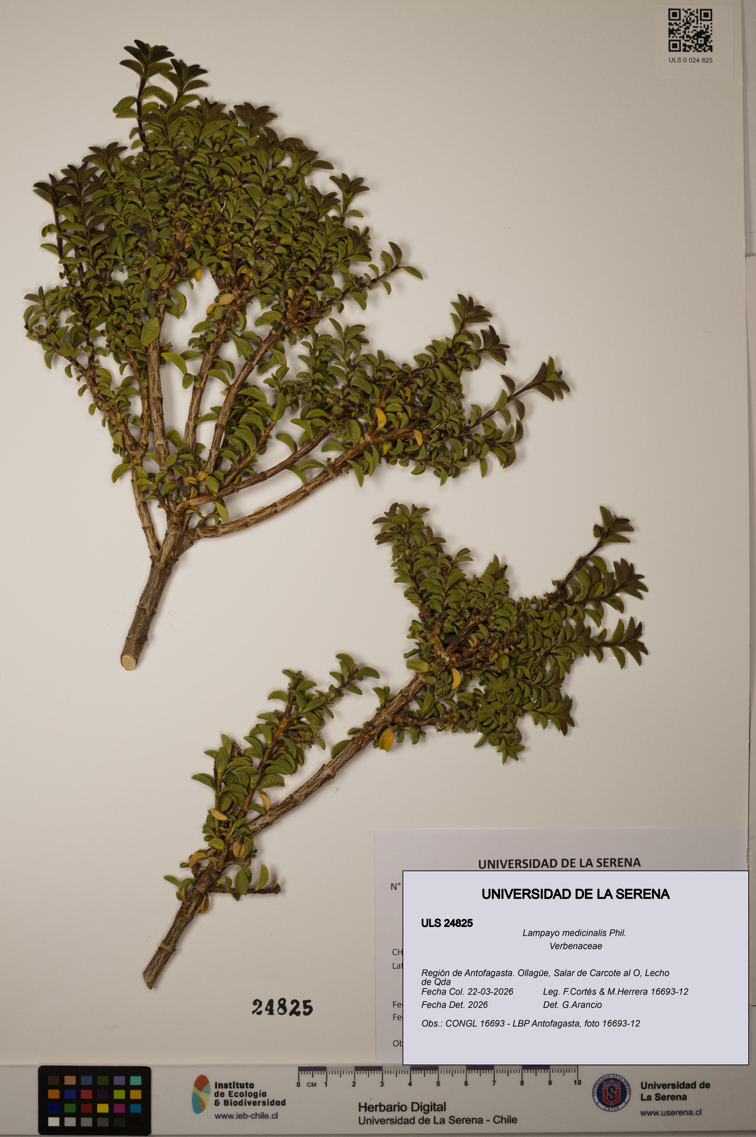 Lampayo medicinalis [Espécimen: ]