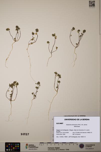 Nototriche diminutiva [Espécimen: ]