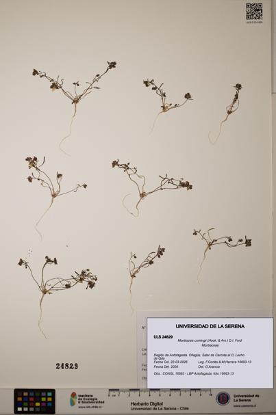 Montiopsis cumingii [Espécimen: ]