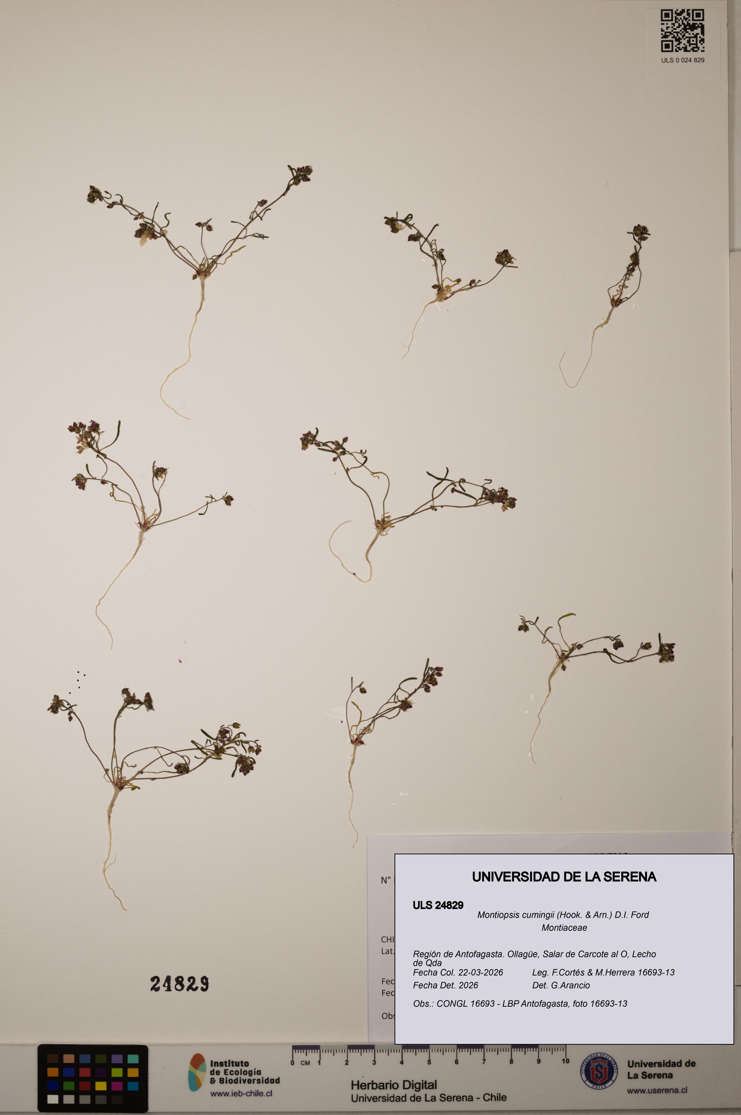 Montiopsis cumingii [Espécimen: ]