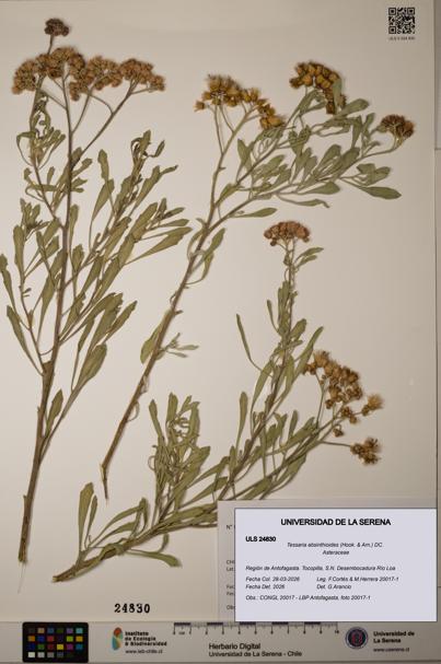 Tessaria absinthioides [Espécimen: ]