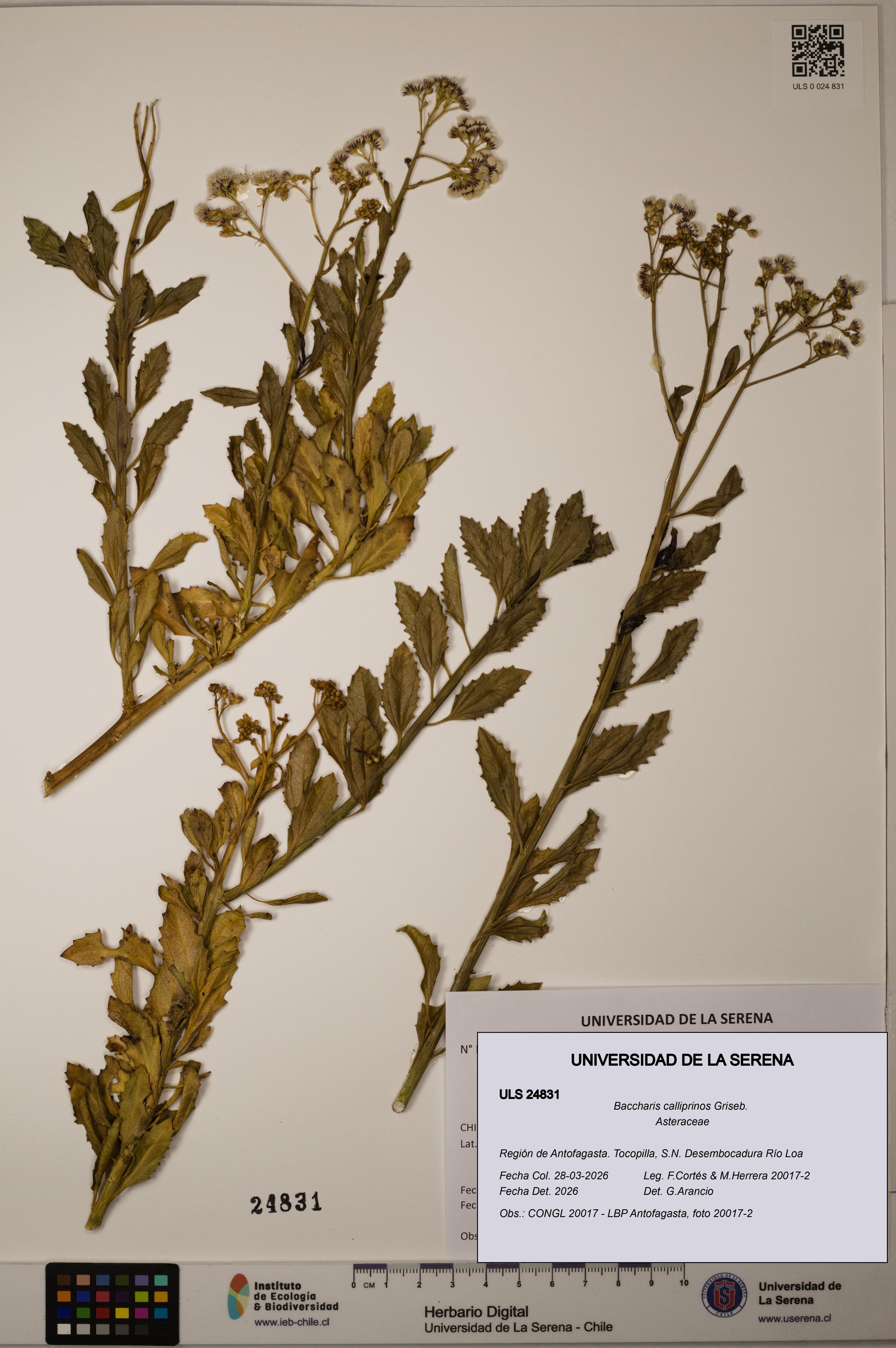 Baccharis calliprinos [Espécimen: ]