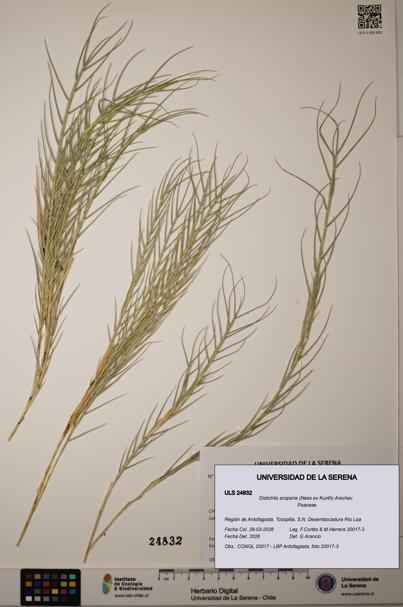 Distichlis scoparia [Espécimen: ]