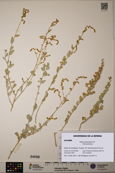 Atriplex atacamensis [Espécimen: ]