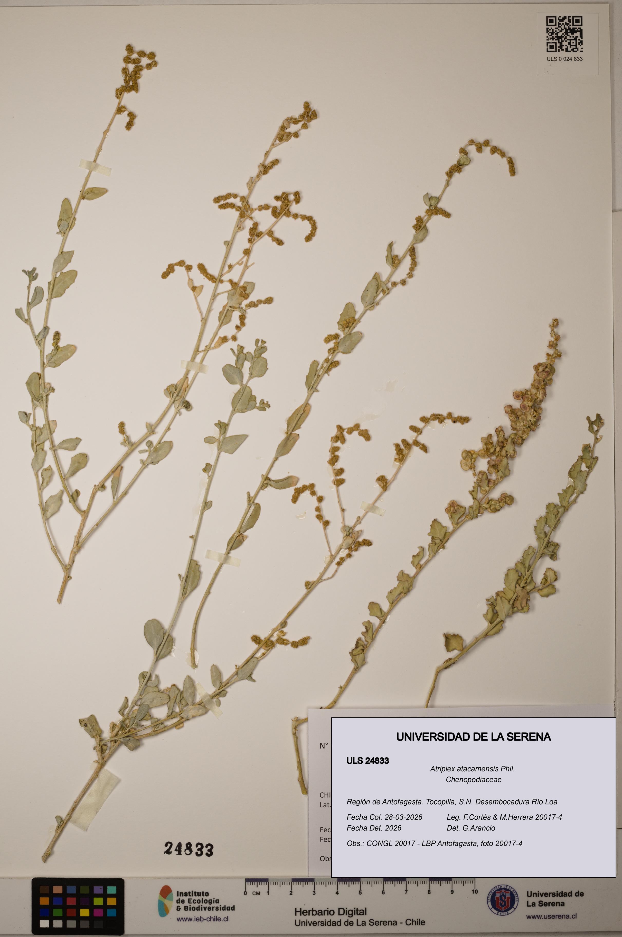 Atriplex atacamensis [Espécimen: ]