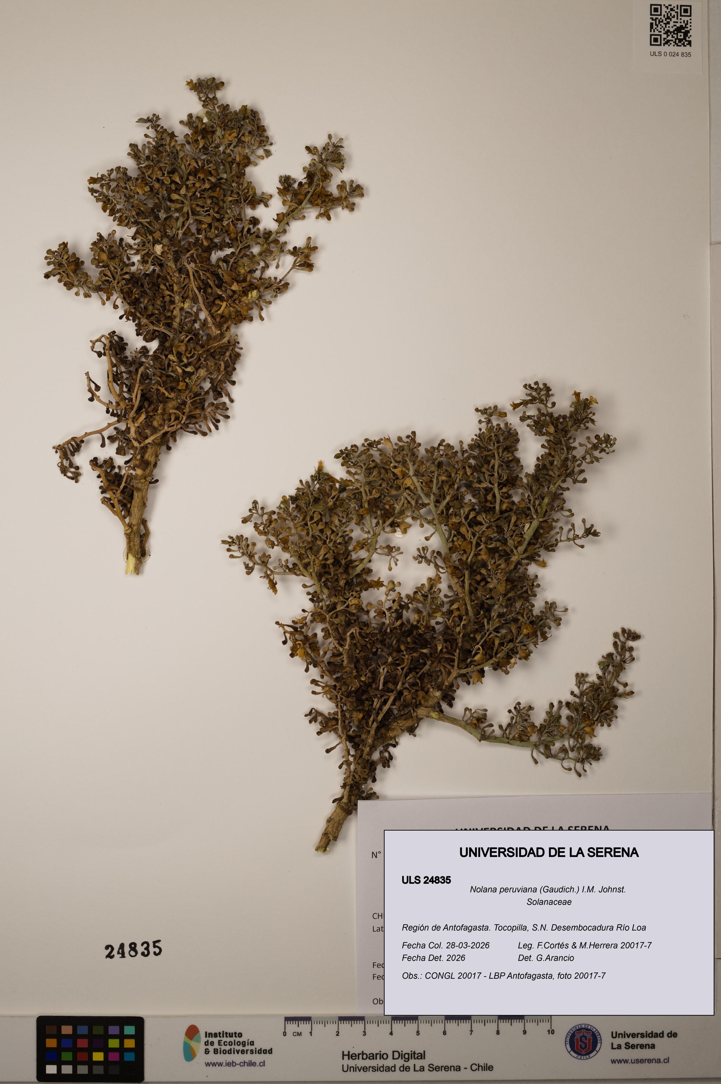 Nolana peruviana [Espécimen: ]