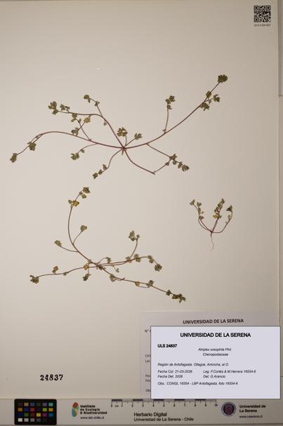 Atriplex oreophila [Espécimen: ]