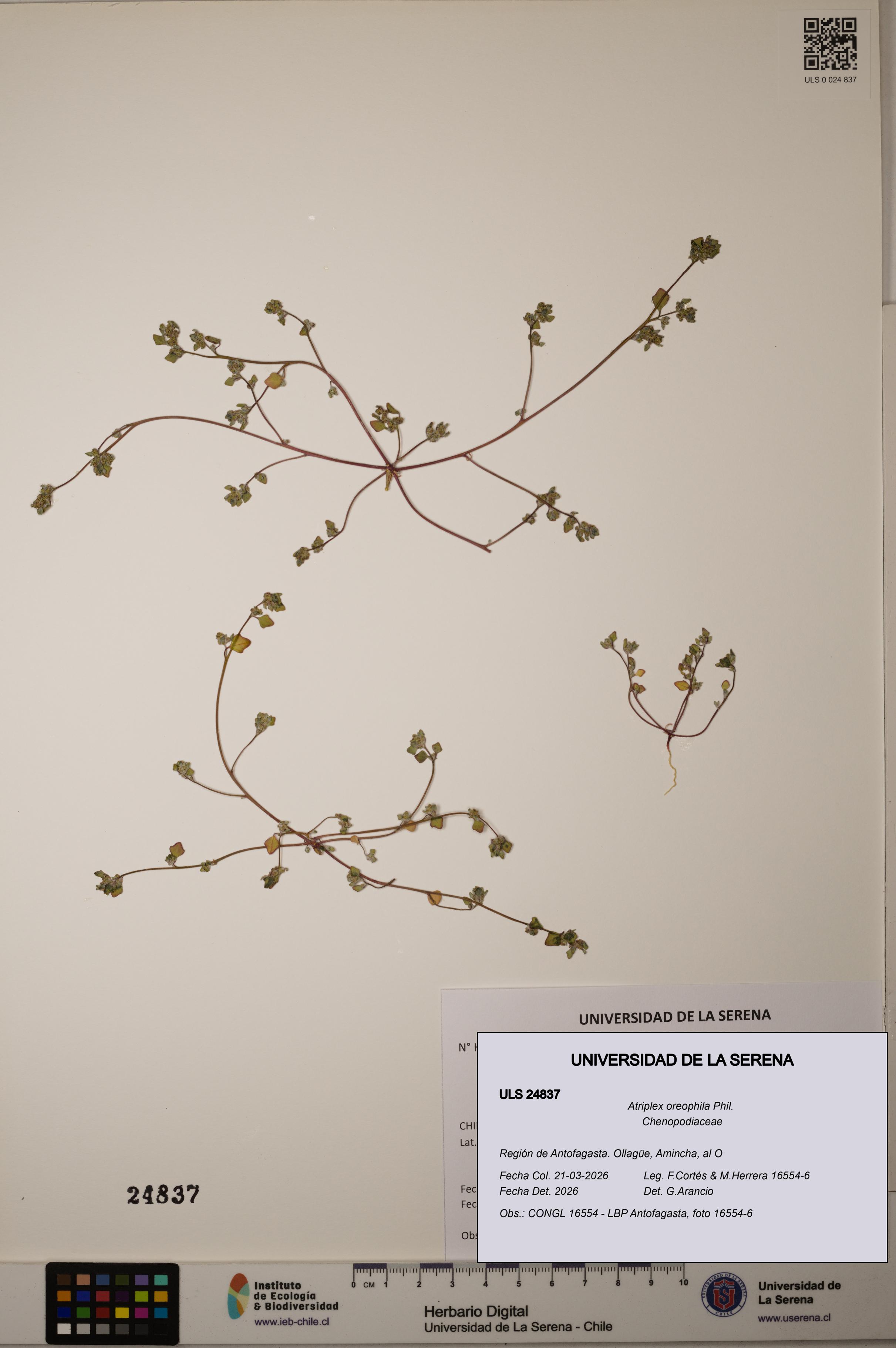 Atriplex oreophila [Espécimen: ]