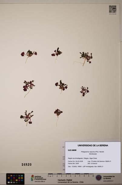 Philippiamra calycina [Espécimen: ]