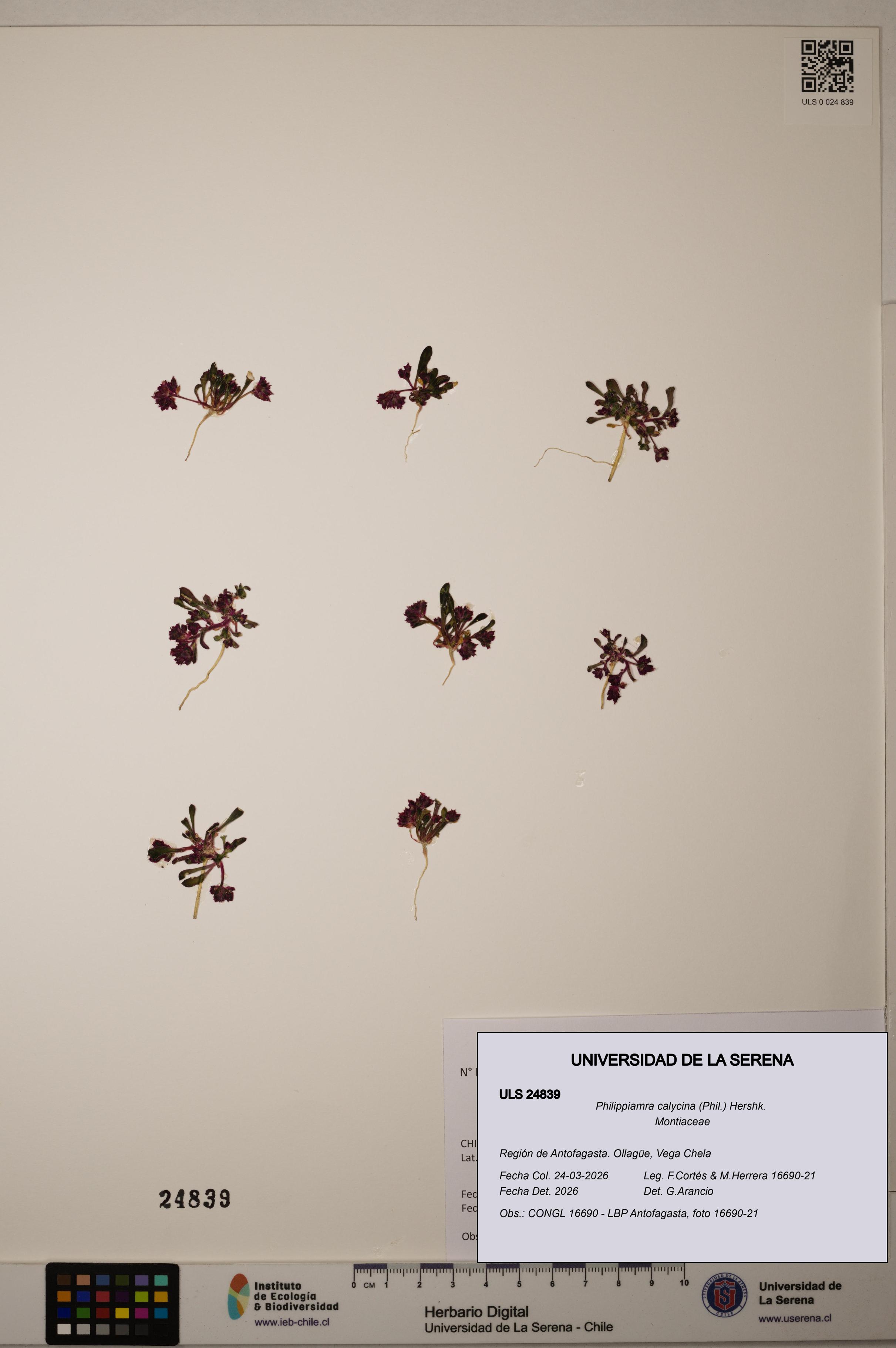 Philippiamra calycina [Espécimen: ]