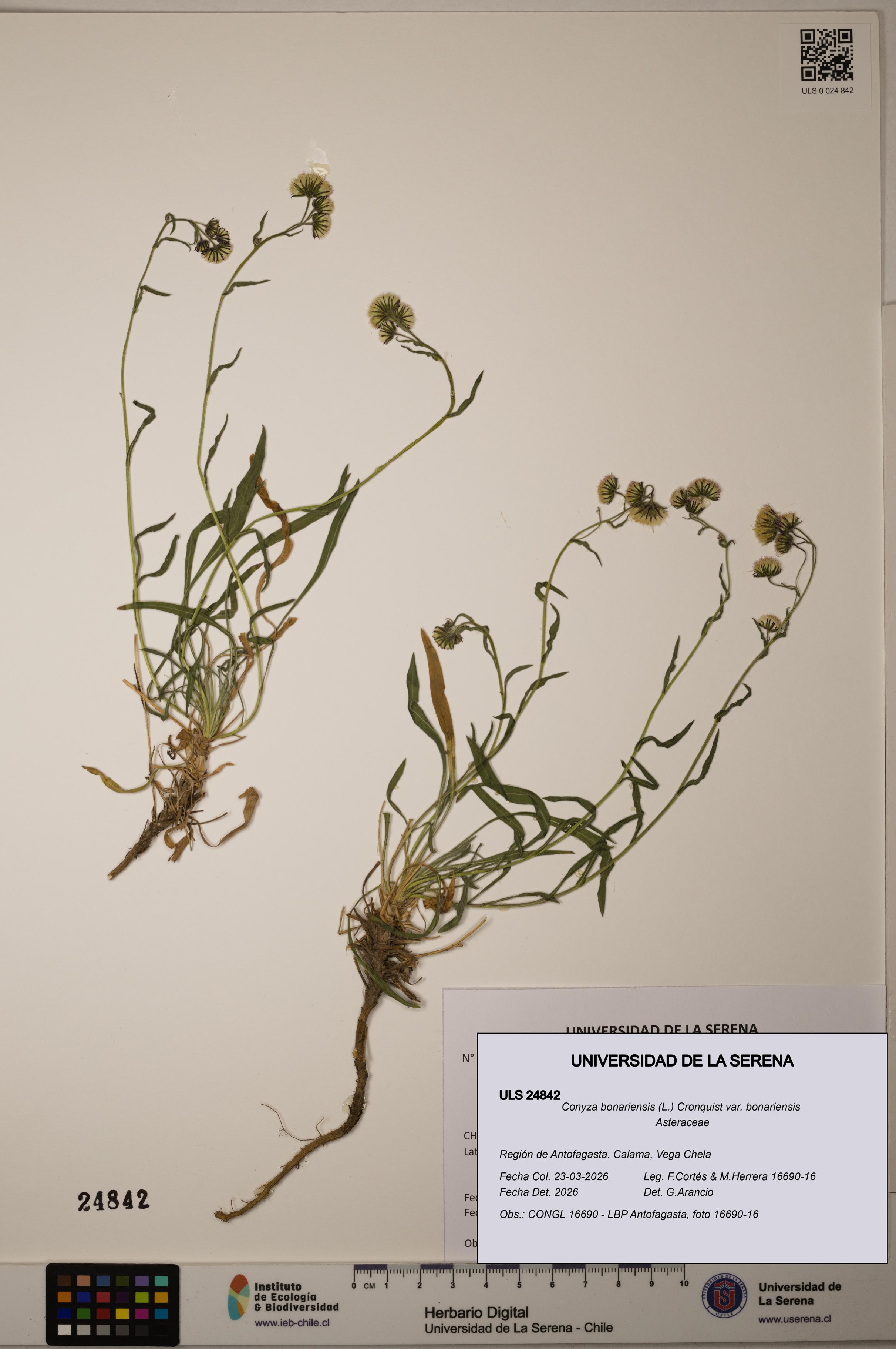Conyza bonariensis var. bonariensis [Espécimen: ]