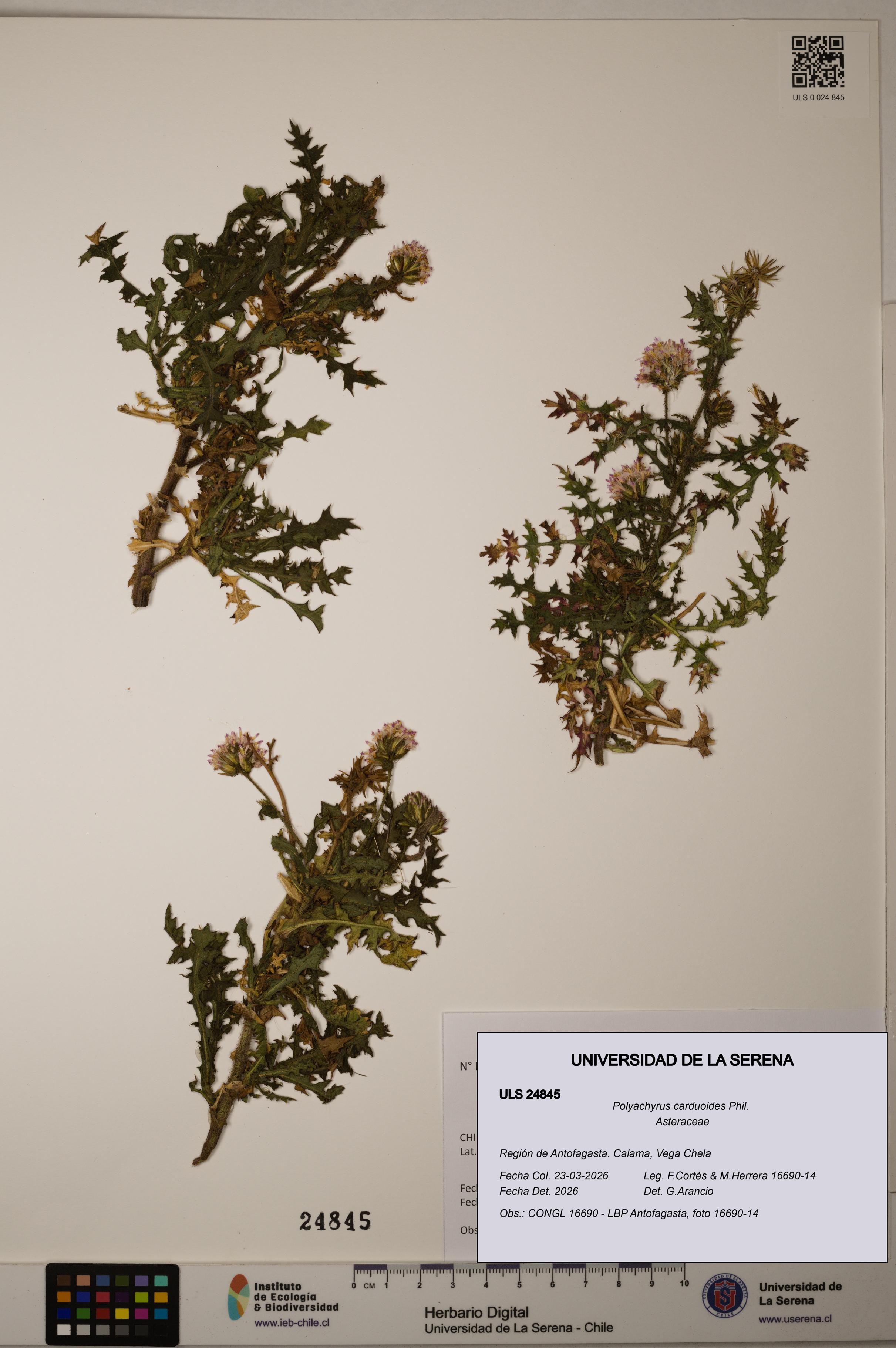 Polyachyrus carduoides [Espécimen: ]