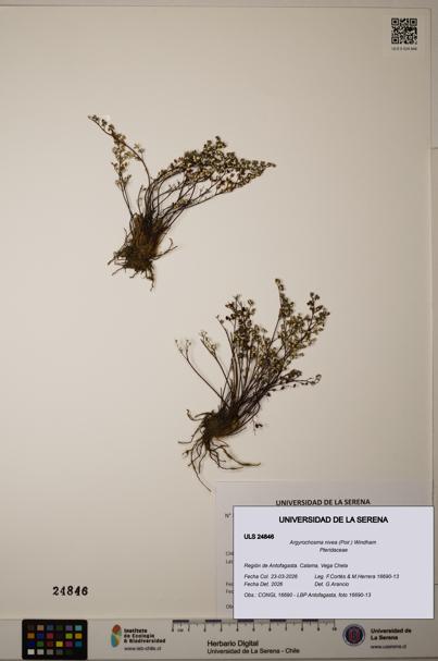 Argyrochosma nivea [Espécimen: ]