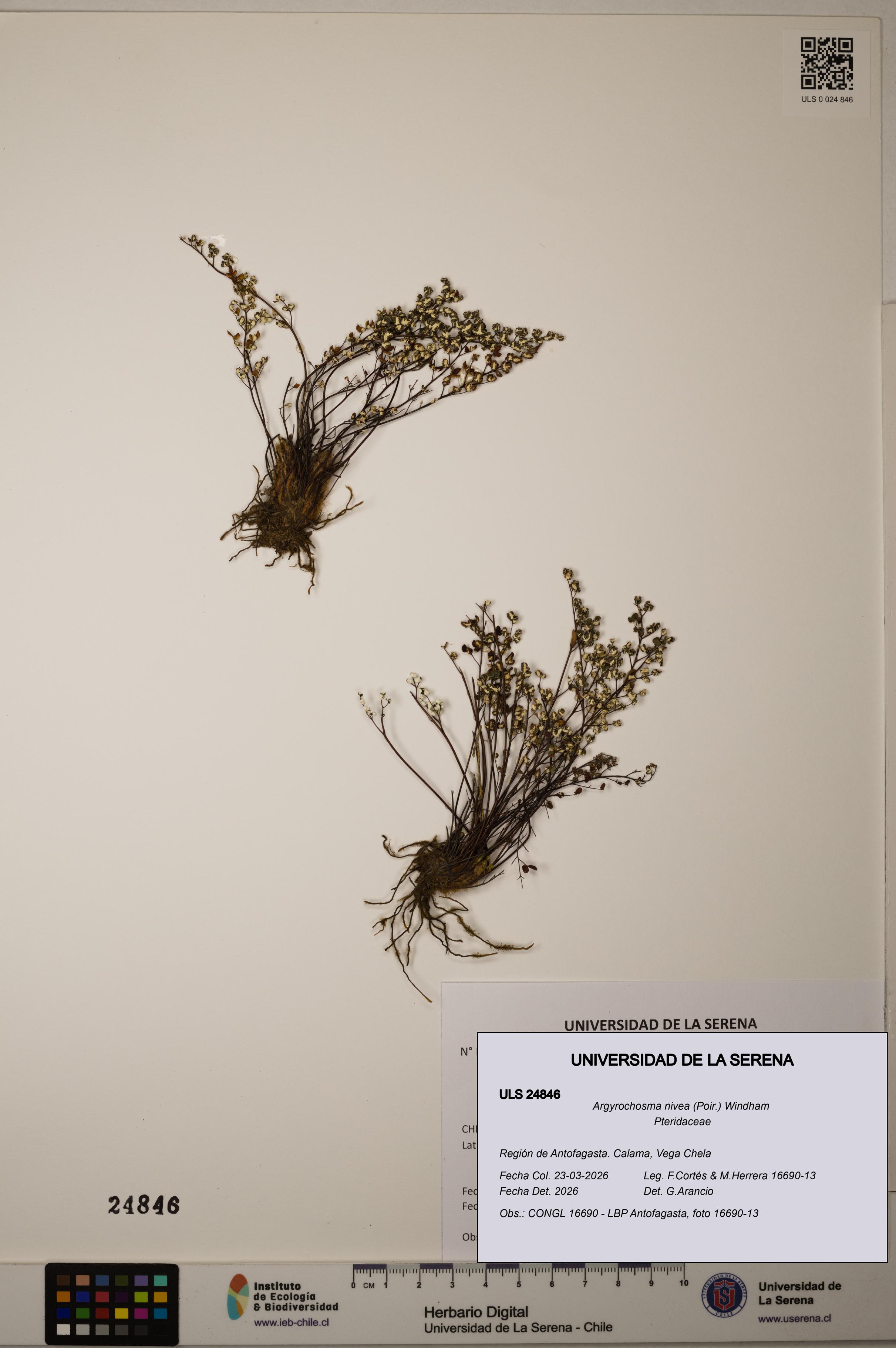 Argyrochosma nivea [Espécimen: ]