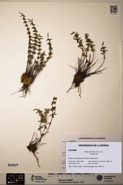 Pellaea ternifolia [Espécimen: ]