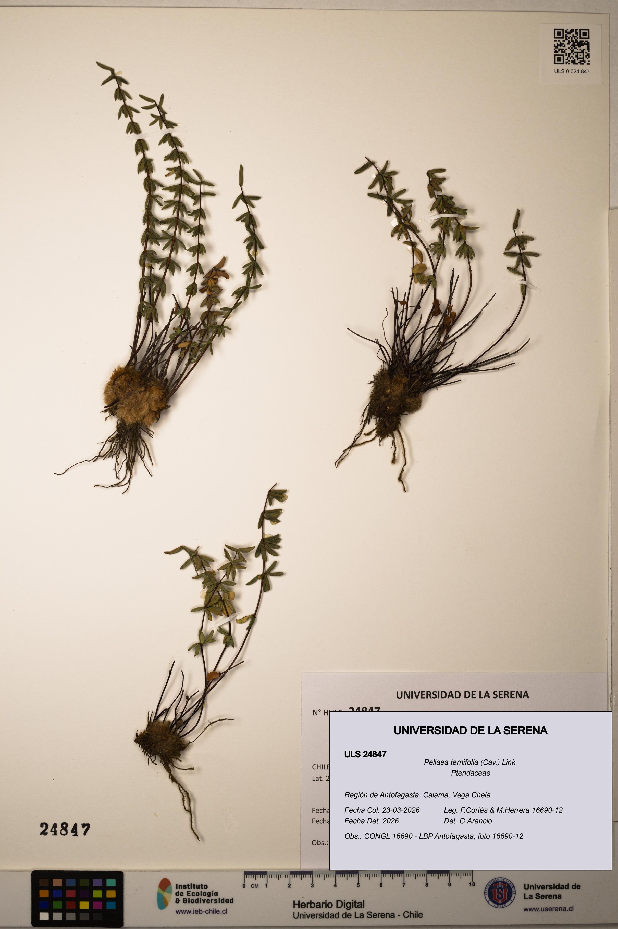 Pellaea ternifolia [Espécimen: ]