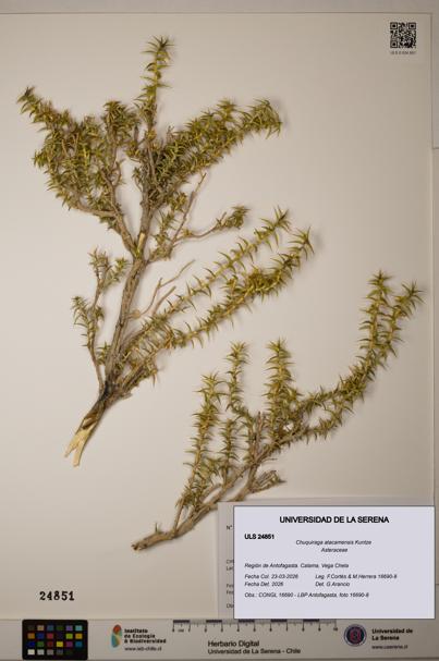 Chuquiraga atacamensis [Espécimen: ]