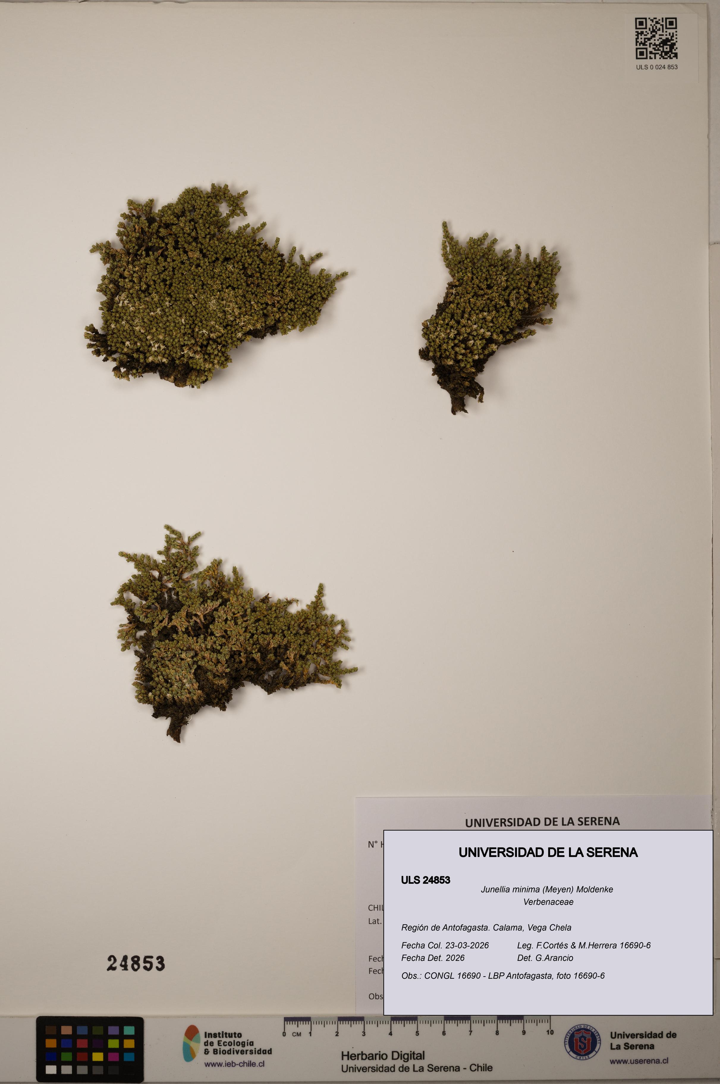 Junellia minima [Espécimen: ]