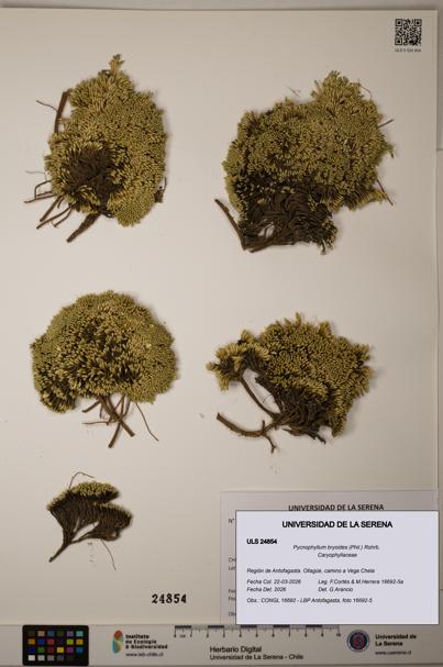 Pycnophyllum bryoides [Espécimen: ]