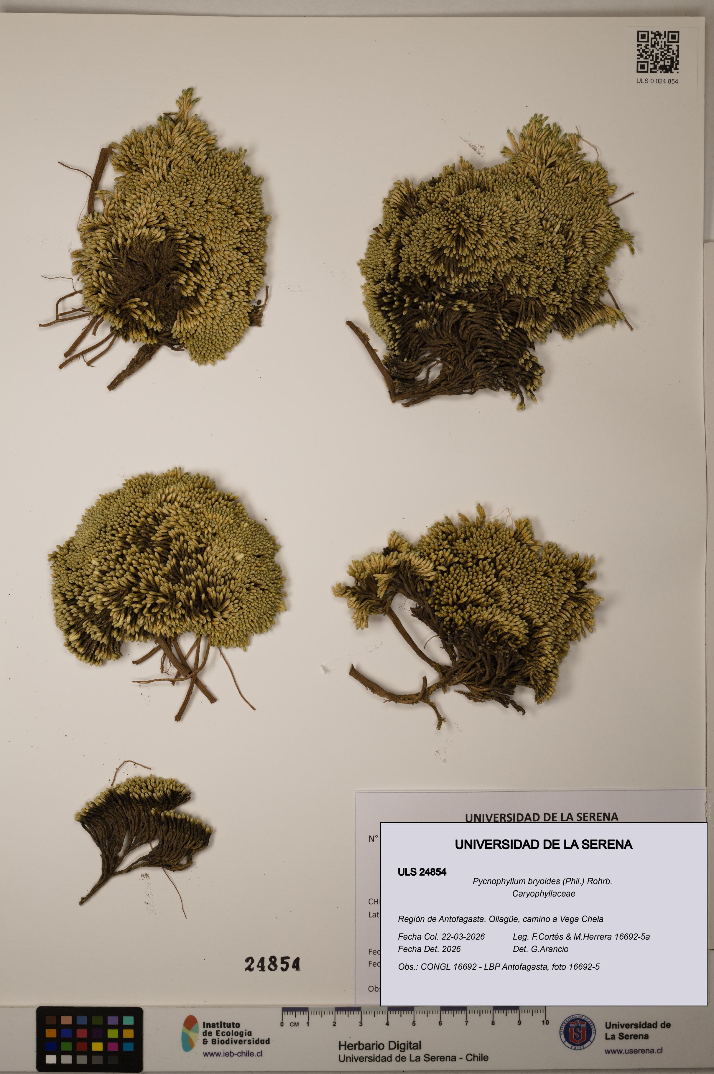 Pycnophyllum bryoides [Espécimen: ]