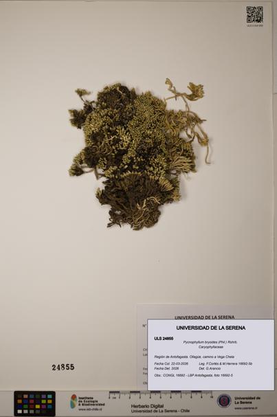 Pycnophyllum bryoides [Espécimen: ]