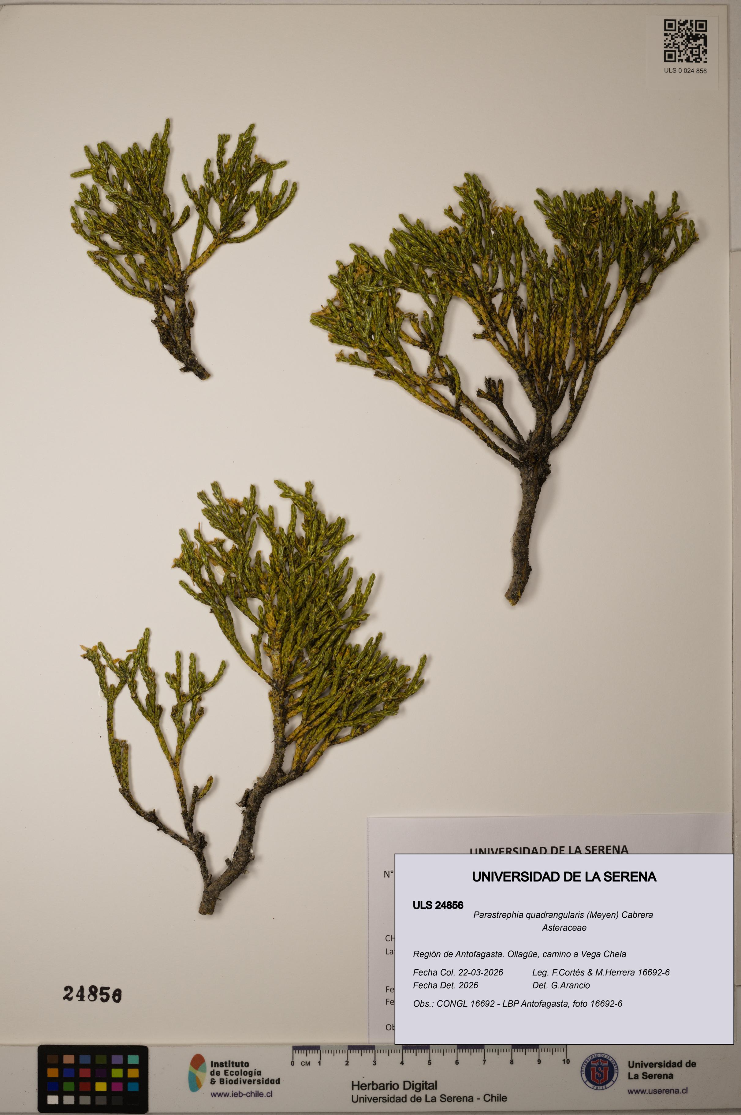 Parastrephia quadrangularis [Espécimen: ]
