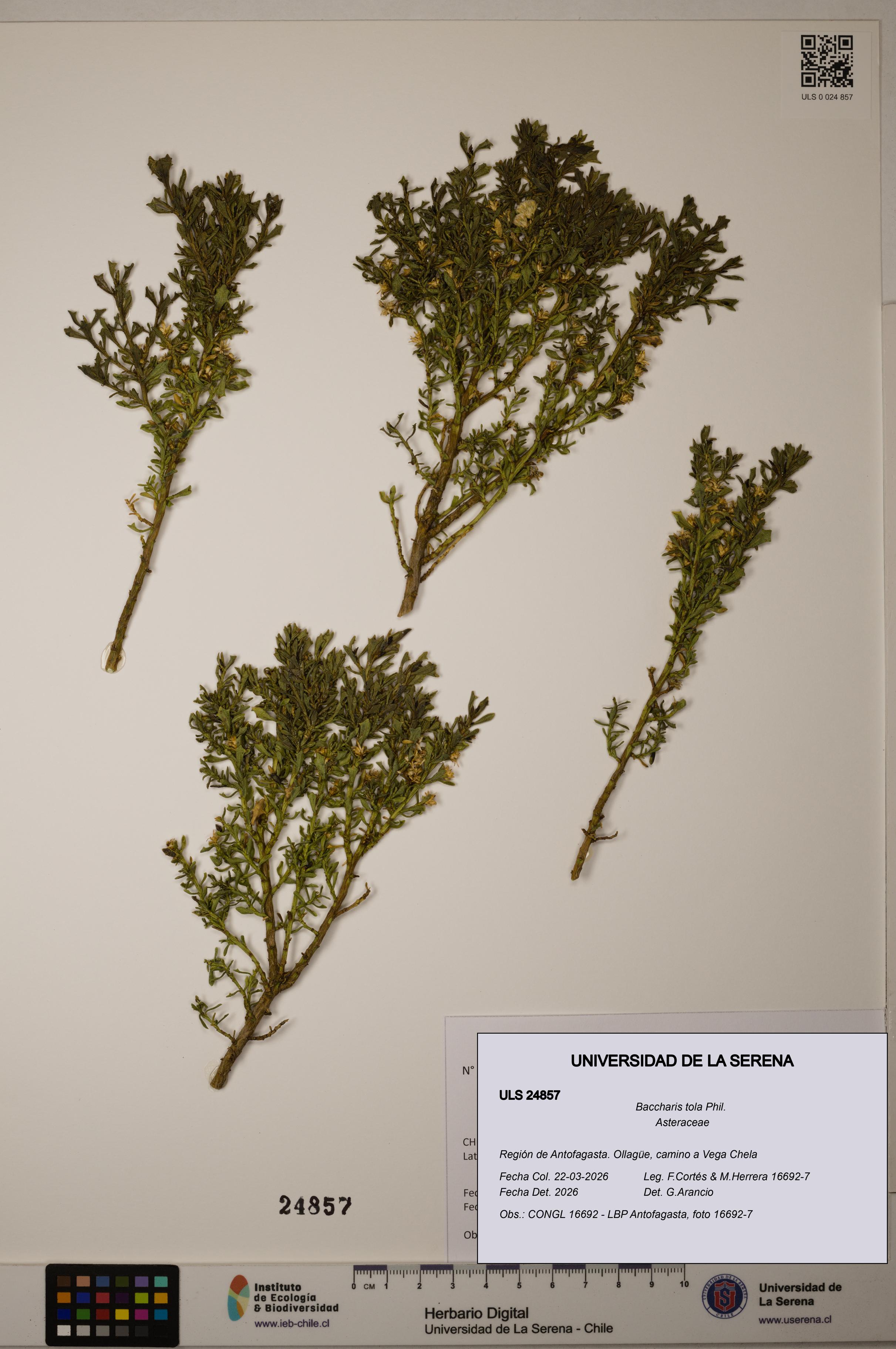 Baccharis tola [Espécimen: ]