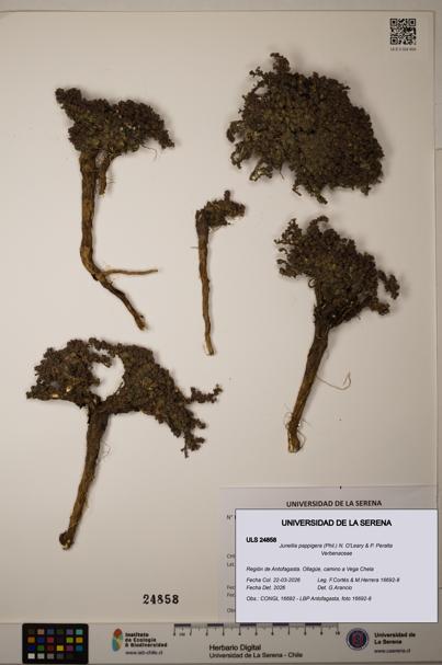 Junellia pappigera [Espécimen: ]
