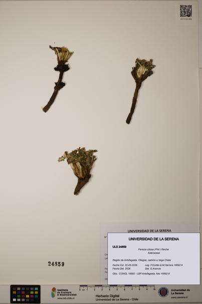 Perezia ciliosa [Espécimen: ]