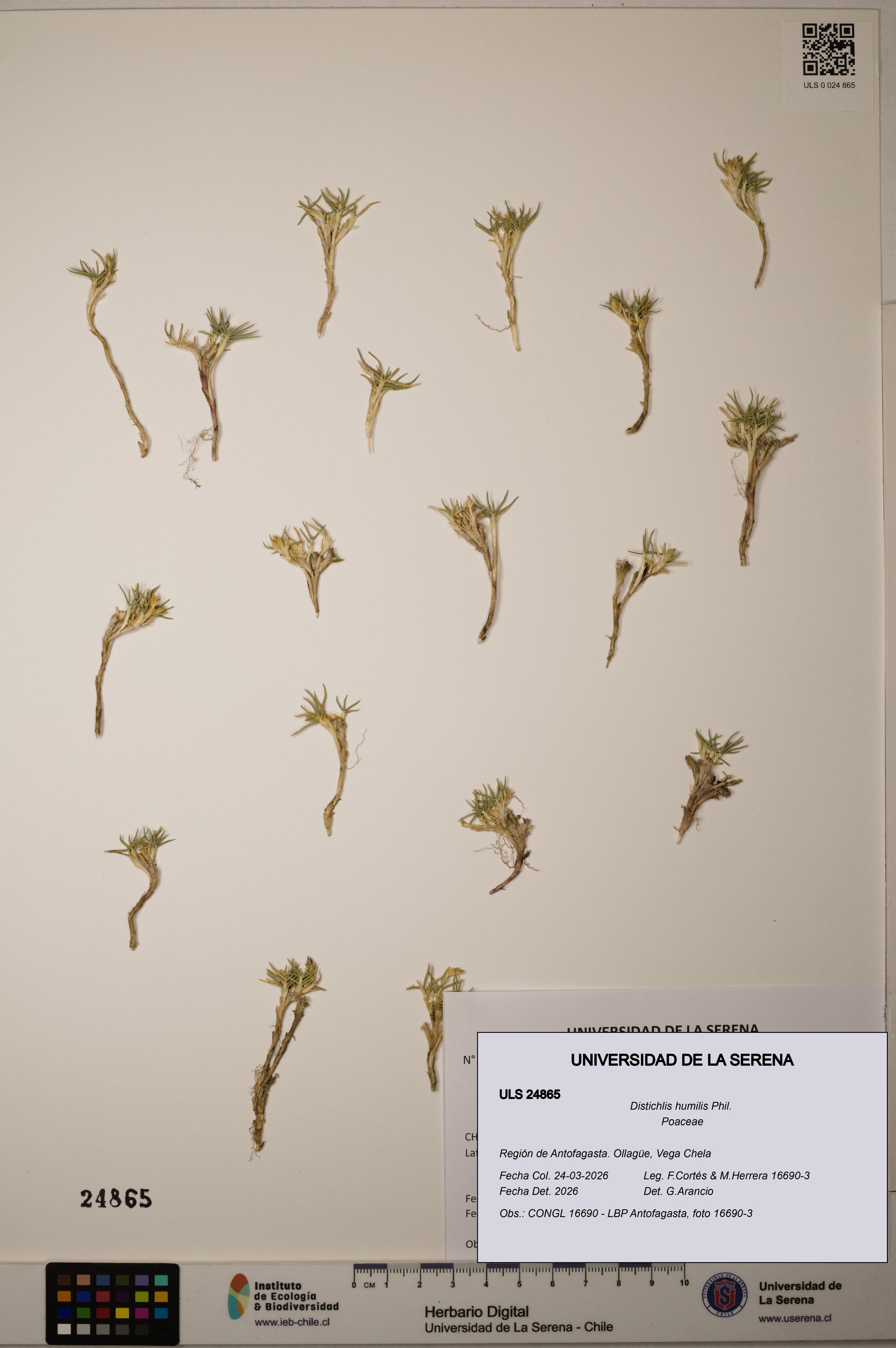 Distichlis humilis [Espécimen: ]