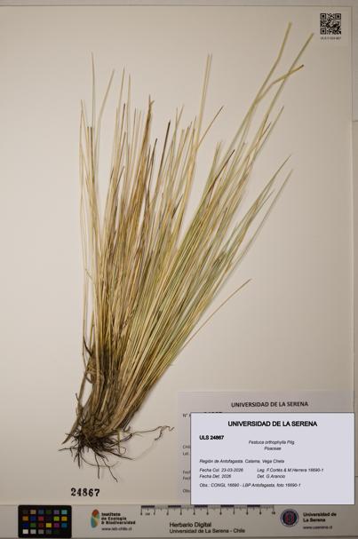 Festuca orthophylla [Espécimen: ]