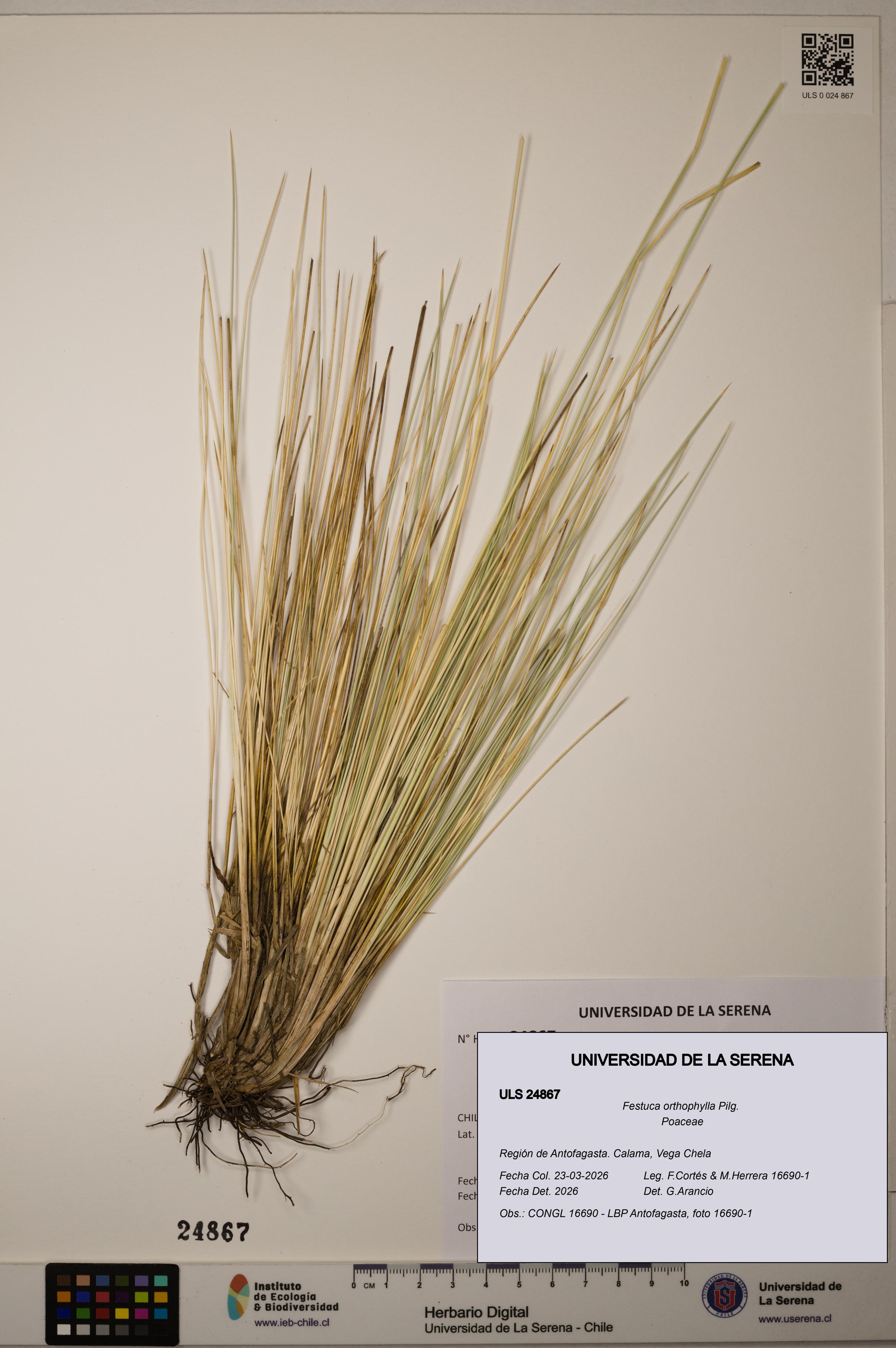 Festuca orthophylla [Espécimen: ]
